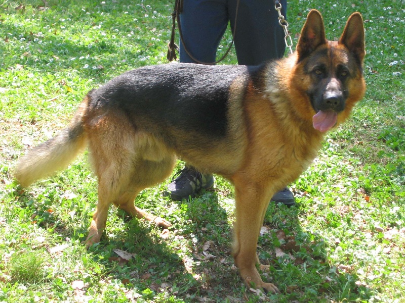 Vornan Des coléres de némésis